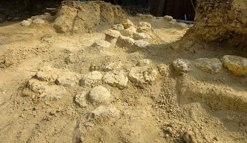 بيض متحجر لديناصور فى اسبانيا بيض متحجر لديناصور فى اسبانيا