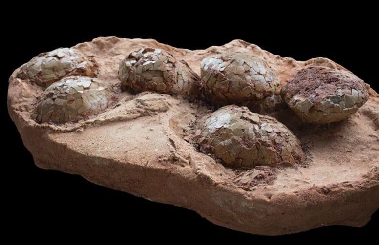 بيض ديناصور فى اسبانيا بيض ديناصور فى اسبانيا