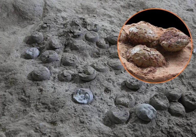 بيض ديناصور متحجر بيض ديناصور متحجر