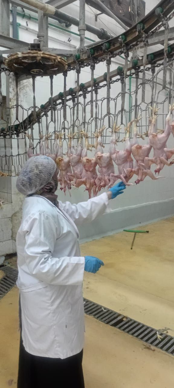محافظ الجيزة يتابع خطة الإشراف البيطري علي أعمال مجازر الدواجن ويؤكد تشديد الرقابة البيطرية لضمان سلامة الغذاء