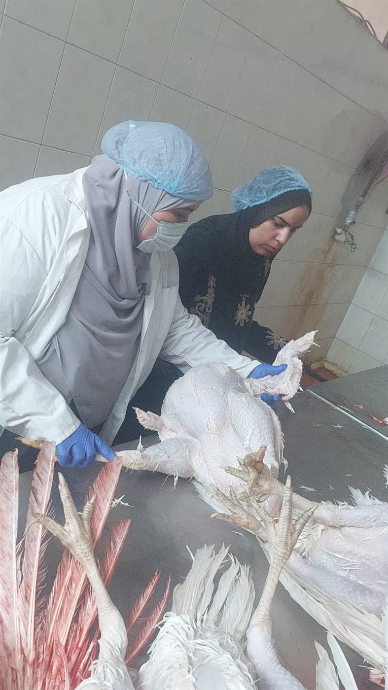 محافظ الجيزة يتابع خطة الإشراف البيطري علي أعمال مجازر الدواجن ويؤكد تشديد الرقابة البيطرية لضمان سلامة الغذاء