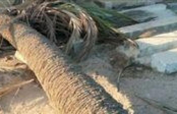 مصرع
      طفلة
      سقطت
      عليها
      نخلة
      في
      قنا