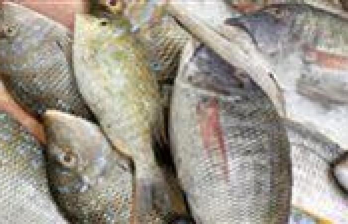انخفاض
      البلطي
      والماكريل..
      أسعار
      الأسماك
      اليوم
      الأربعاء
      18
      يونيو
      في
      الأسواق