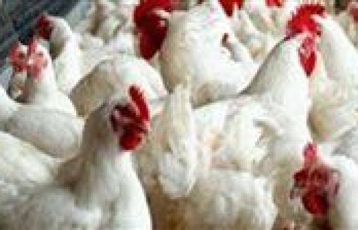 أسعار
      الفراخ
      البيضاء
      والبلدي
      اليوم
      الأربعاء
      18
      يونيو
      في
      الأسواق
      والبورصة