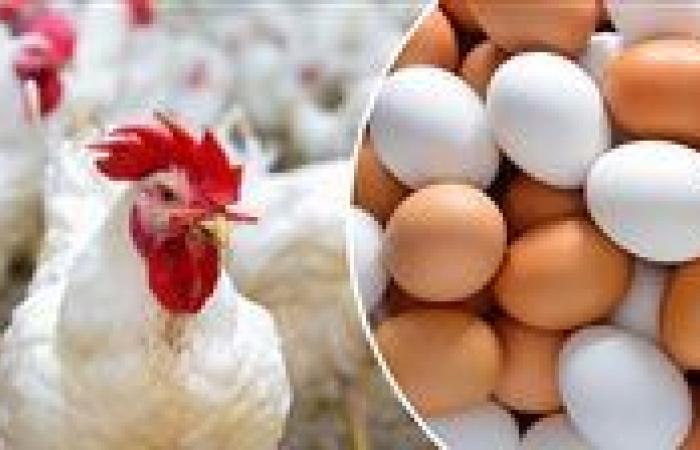 أسعار
      الدواجن
      والبيض
      اليوم
      الأحد
      22
      يونيو
      في
      البورصة
      والأسواق