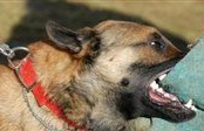 بينهم
      أطفال..
      كلب
      مسعور
      يعقر
      10
      أشخاص
      في
      قرية
      سيلا
      بالفيوم