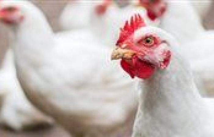 سعر كيلو الفراخ البيضاء اليوم الجمعة 7 نوفمبر 2025 في الأسواق