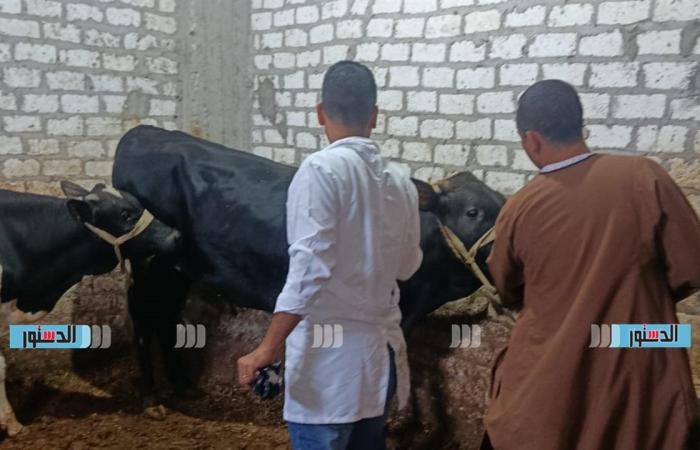 الزراعة تنفي صحة فيديو نفوق الماشية وتؤكد الوضع الوبائي آمن