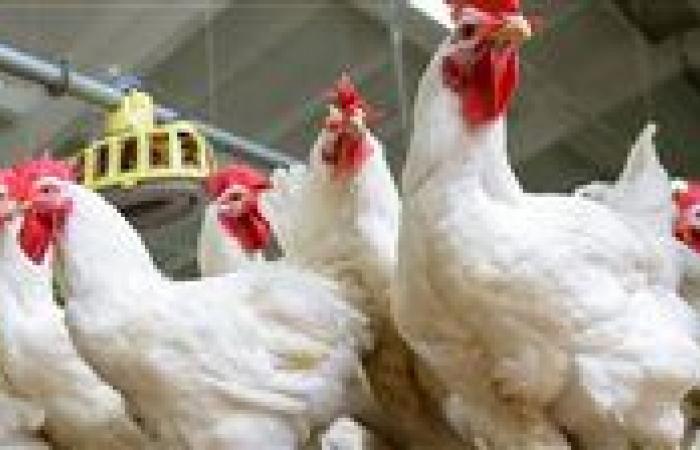 ماهو الموسم الاستهلاكي الذي رفع أسعار الدواجن؟.. وهل تعود للانخفاض مع بداية شهر رمضان؟