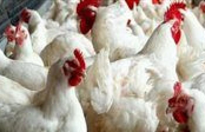نائب اتحاد منتجي الدواجن يكشف أسباب تقلب أسعار الفراخ قبل رمضان