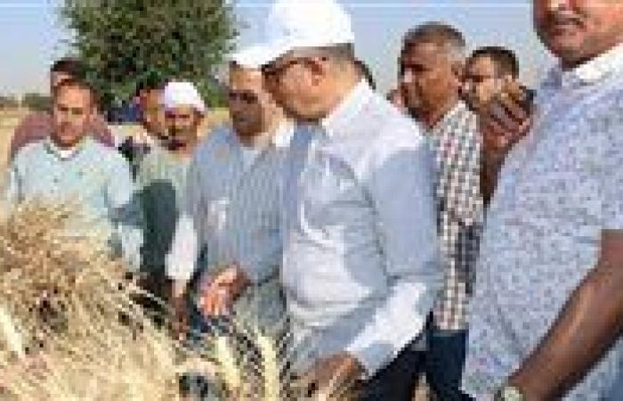 في طفرة غير مسبوقة .. زراعة 232 ألف فدان قمح في المنيا والمحافظ : نمو ملحوظ يتجاوز المستهدف