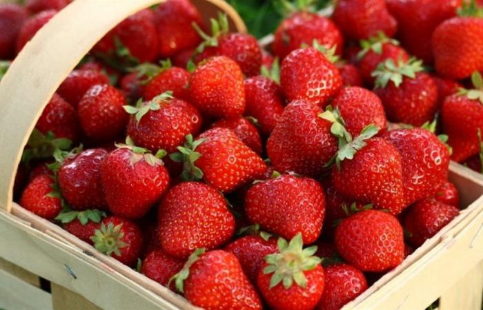 كيلو الفراولة بـ 3 جنيه.. مزارع يشكوا من انهيار الأسعار (فيديو)