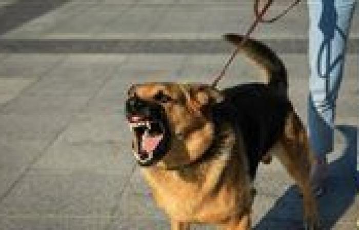 صرخات في العزبة.. كلب ضال يحوّل الهدوء إلى ساحة رعب ويصيب 12 شخصًا