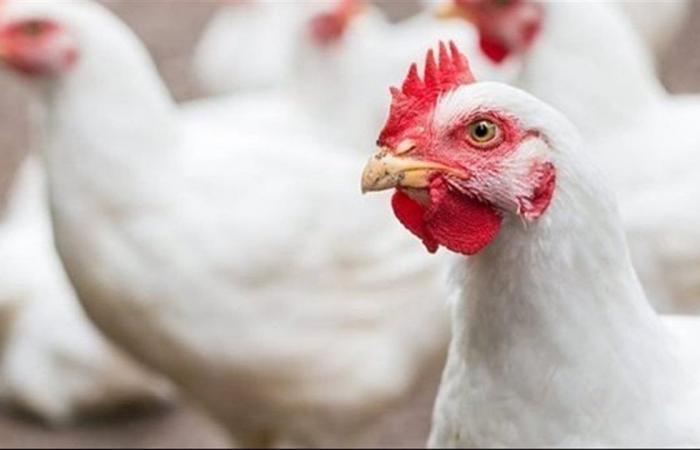 أسعار الفراخ اليوم الجمعة 3 إبريل 2026 في الأسواق المصرية وفق بورصة الدواجن