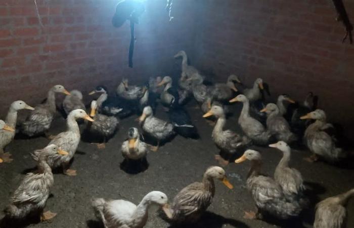 أسعار البط اليوم الجمعة 3 أبريل 2026 بالغربية