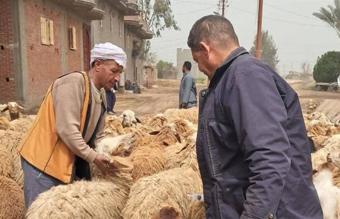 قوافل بيطرية مجانية تجوب مراكز المحمودية والرحمانية بالبحيرة