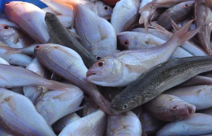 أسعار الأسماك الطازجة والمجمدة والمملحة فى أسواق محافظة البحيرة اليوم