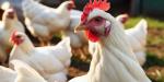 بورصة الدواجن.. أسعار الفراخ البيضاء والبيض اليوم في مصر 20 أبريل 2026