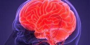 أفضل أطعمة لصحة الدماغ بعد الأربعين: كيف تحافظ على ذاكرتك وتركيزك لأطول فترة؟