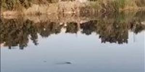 فيديو
      متداول
      يرصد
      تمساحاً
      داخل
      مصرف
      مائي
      بالشرقية