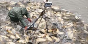 مدير حماية الثروة السمكية بالمنيا: 2 مليون و450 ألف ذريعه بلطي في النيل حتي الآن