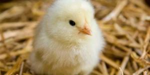 أسعار البط والكتاكيت اليوم الخميس 2 أبريل 2026 بالغربية