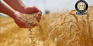 رفع سعر توريد القمح إلى 2500 جنيه للأردب.. حافز حكومي جديد لدعم المزارعين وزيادة التوريد
