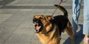 صرخات في العزبة.. كلب ضال يحوّل الهدوء إلى ساحة رعب ويصيب 12 شخصًا