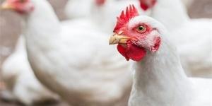 أسعار الفراخ اليوم الجمعة 3 إبريل 2026 في الأسواق المصرية وفق بورصة الدواجن