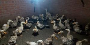 أسعار البط اليوم الجمعة 3 أبريل 2026 بالغربية