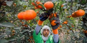 تباين محدود في أسعار السلع الزراعية العالمية خلال تعاملات اليوم