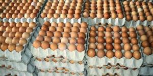 اليوم الأحد.. اعرف أسعار البيض البلدي في أسواق محافظة الإسكندرية