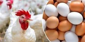 سعر الفراخ اليوم الأحد 5 إبريل 2026 في بورصة الدواجن والأسواق