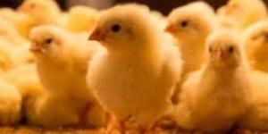 سعر الكتكوت البلدي في أسواق محافظة الإسكندرية اليوم 6 أبريل