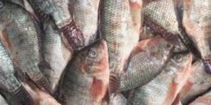 أسعار الأسماك والمأكولات البحرية في أسواق الوادي الجديد اليوم الخميس