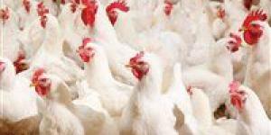 عاجل| مفاجأة غير متوقعة في أسعار الدواجن والفراخ اليوم في مصر