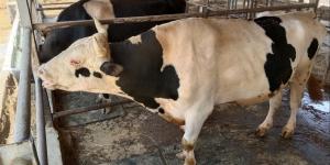 ترقيم وتسجيل 2767 رأس ماشية خلال حملة التحصين في الجيزة