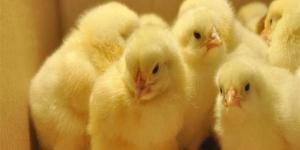 أسعار البط والكتاكيت في أسواق الغربية اليوم الثلاثاء 28 أبريل 2026