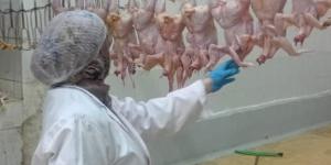 محافظ الجيزة يتابع خطة الإشراف البيطري على مجازر الدواجن