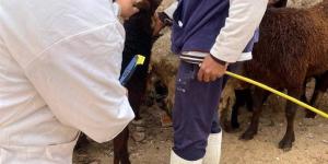 "بيطري الغربية" يطلق قافلة علاجية كبرى بسمنود ويقدم الرعاية لـ 1800 حيوان وطائر