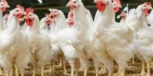 سعر كيلو الفراخ اليوم الثلاثاء في السوق المحلي.. نشرة الدواجن