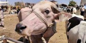 ما العيوب التي تمنع صحة الأضحية؟.. أمين الفتوى يجيب