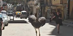 موقف طريف في شوارع الإسكندرية بعد هروب نعامة «فيديو»