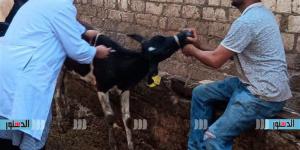 تحصين 244 ألف رأس ماشية بكفر الشيخ ضد الحمى القلاعية وحمى الوادي المتصدع