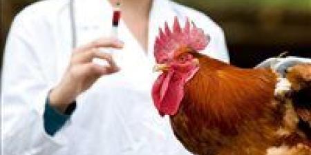 تفشي
      إنفلونزا
      الطيور
      "H5N1"
      في
      العراق..
      تحذيرات
      وإجراءات
      احترازية
      مشددة