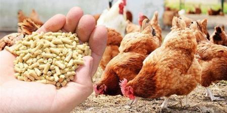 أسعار
      الحبوب
      والأعلاف
      في
      الغربية
      اليوم
      الثلاثاء
      14
      أكتوبر
      2025