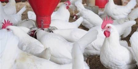 الفراخ
      بكام
      النهاردة؟..
      أسعار
      الدواجن
      اليوم
      في
      المحلات
      وبورصة
      الدواجن