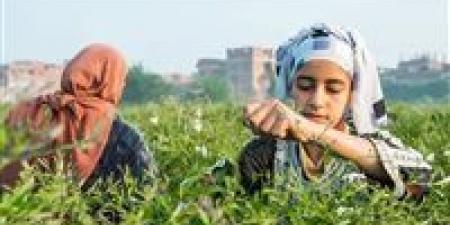 شبرا
      بلولة..
      القرية
      المصرية
      التي
      تُعطّر
      العالم
      بالياسمين