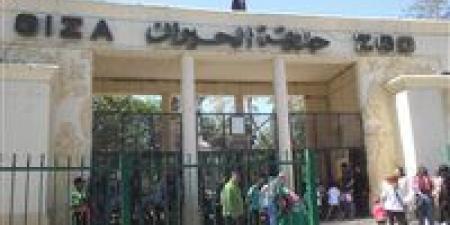 حديقة
      الحيوان
      بالجيزة
      تستعد
      للعودة
      بوجه
      عالمي
      بعد
      تطوير
      شامل