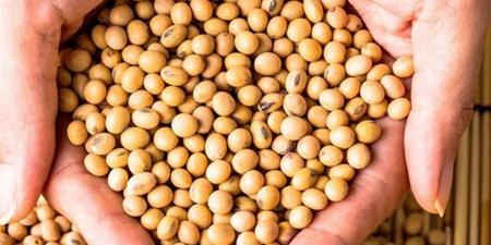 من
      بينها
      زراعة
      أكثر
      من
      1000
      فدان
      فول
      صويا..
      حصاد
      مشروعات
      بنك
      الطعام
      للتمكين
      الاقتصادي
      بالمنيا